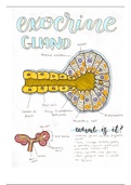 Summary Labeled Exocrine Gland Diagram Ib Biology Stuvia Us